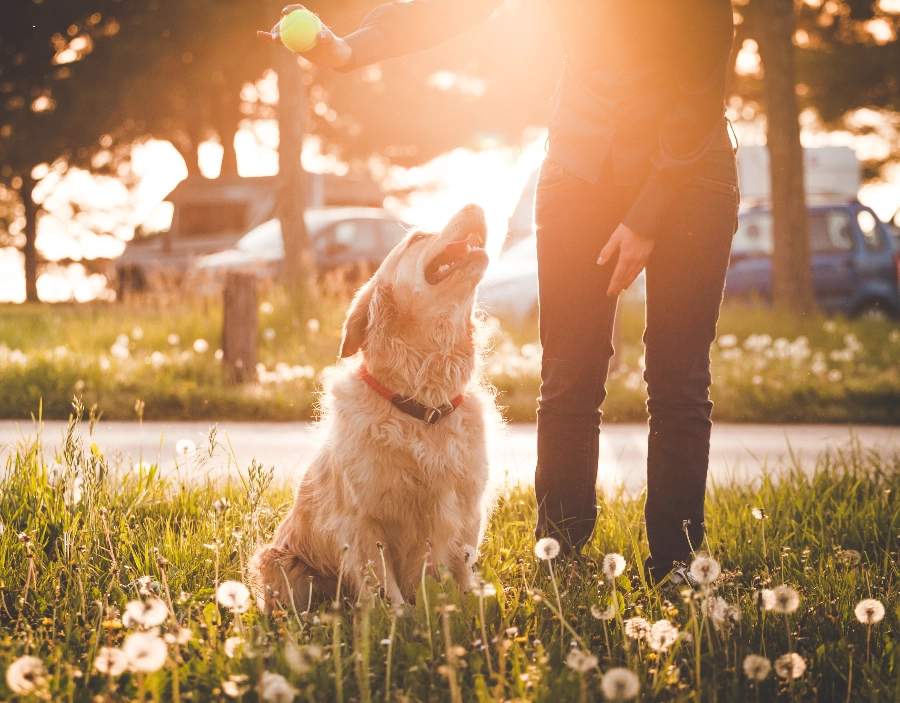 Image for Dorking Dog Training One-To-One Dog Training Service for Dorking Dog Training , easy website, Better than squarespace,  Puppy socialization,  Positive reinforcement, Obedience training, Free Website, No Coding Website,  Agility training in the Dorking area